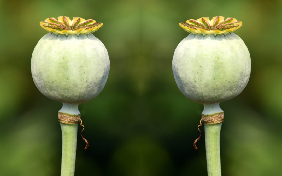 Avoid the Dangers of Emulating Successful People