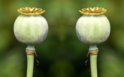 Avoid the Dangers of Emulating Successful People