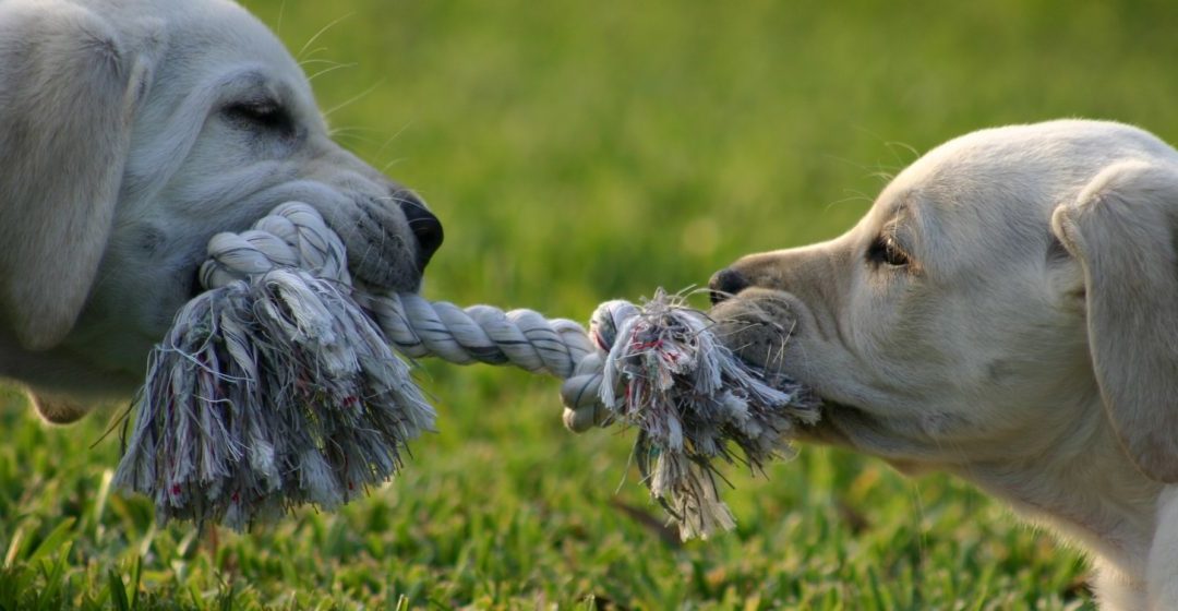 Managing Conflict – Stop the Internal Tug of War