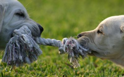 Managing Conflict – Stop the Internal Tug of War